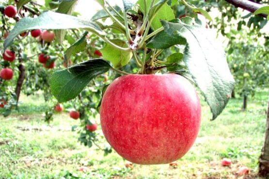 果物王国福島のサンふじリンゴ