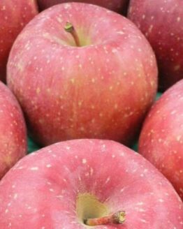 今年の蜜入りの期待大！福島のサンふじりんご