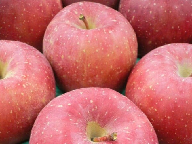 apple-g05 今年の蜜入りの期待大!福島のサンふじりんご