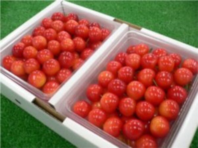 cherry-g01 サクランボ 佐藤錦 紅秀峰