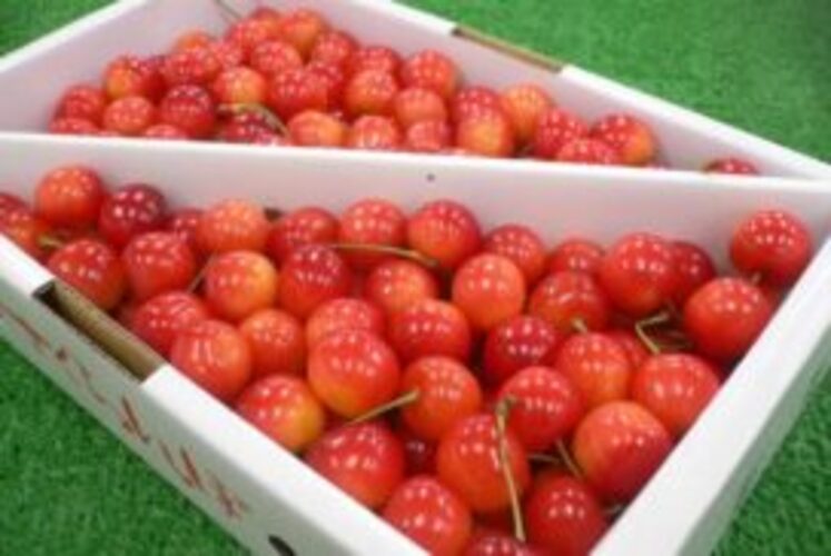 cherry-g03 ご家庭用 佐藤錦 紅秀峰