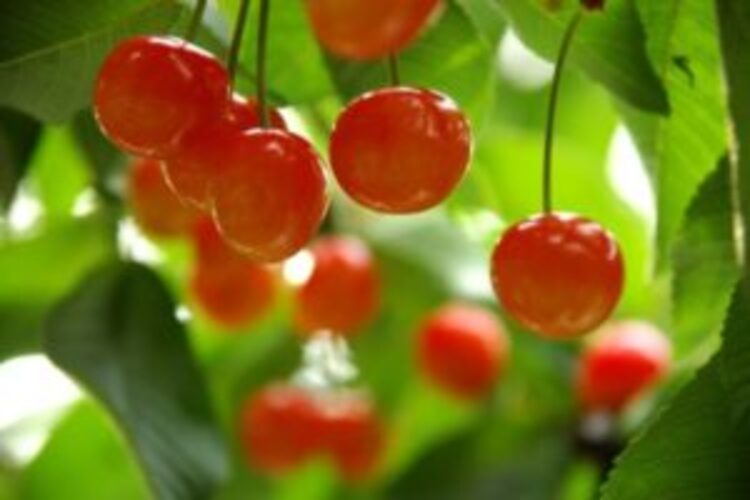 cherry-s02 さくらんぼ