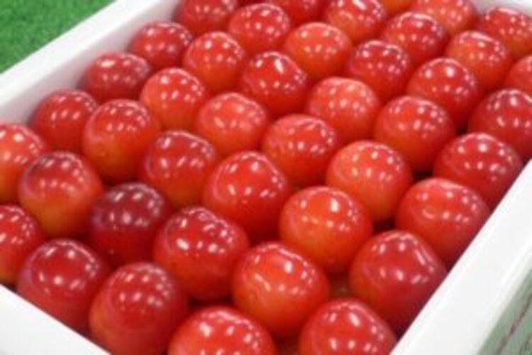 cherry-s03 さくらんぼ